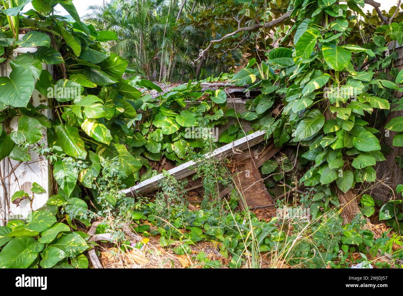 Große Kletterreben der tropischen hawaiianischen Pothos-Pflanze (Epipremnum aureum) übernehmen schnell ein verlassenes Gebäude in Hawaii. Stockfoto