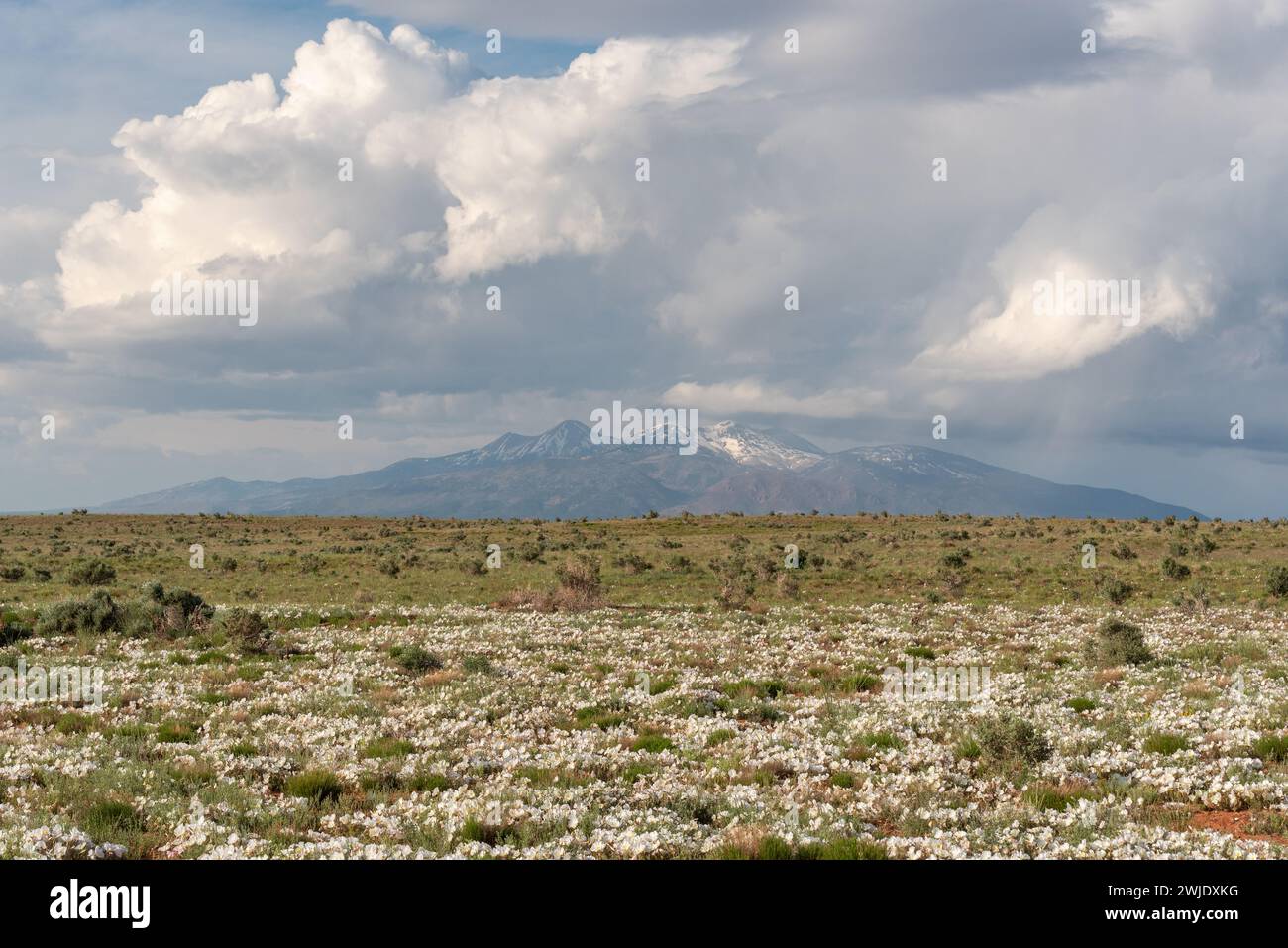 Primrose in Blüte nach einem nassen Frühling in der Wüste von Süd-Utah. Stockfoto
