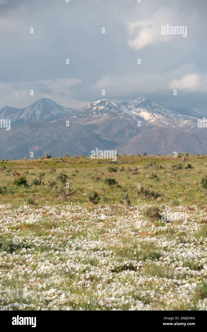 Primrose in Blüte nach einem nassen Frühling in der Wüste von Süd-Utah. Stockfoto