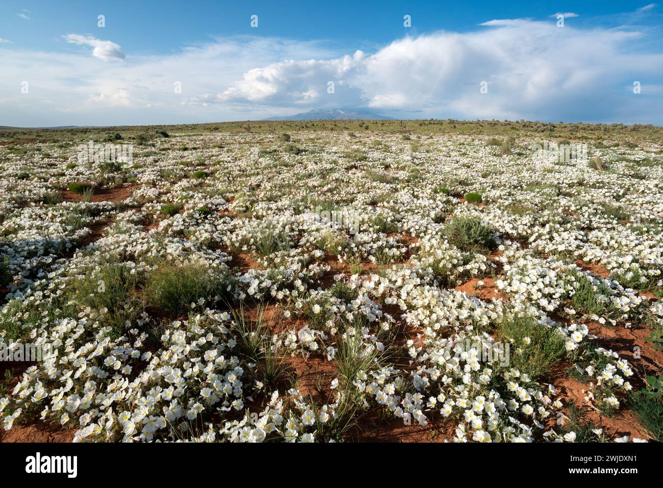 Primrose in Blüte nach einem nassen Frühling in der Wüste von Süd-Utah. Stockfoto