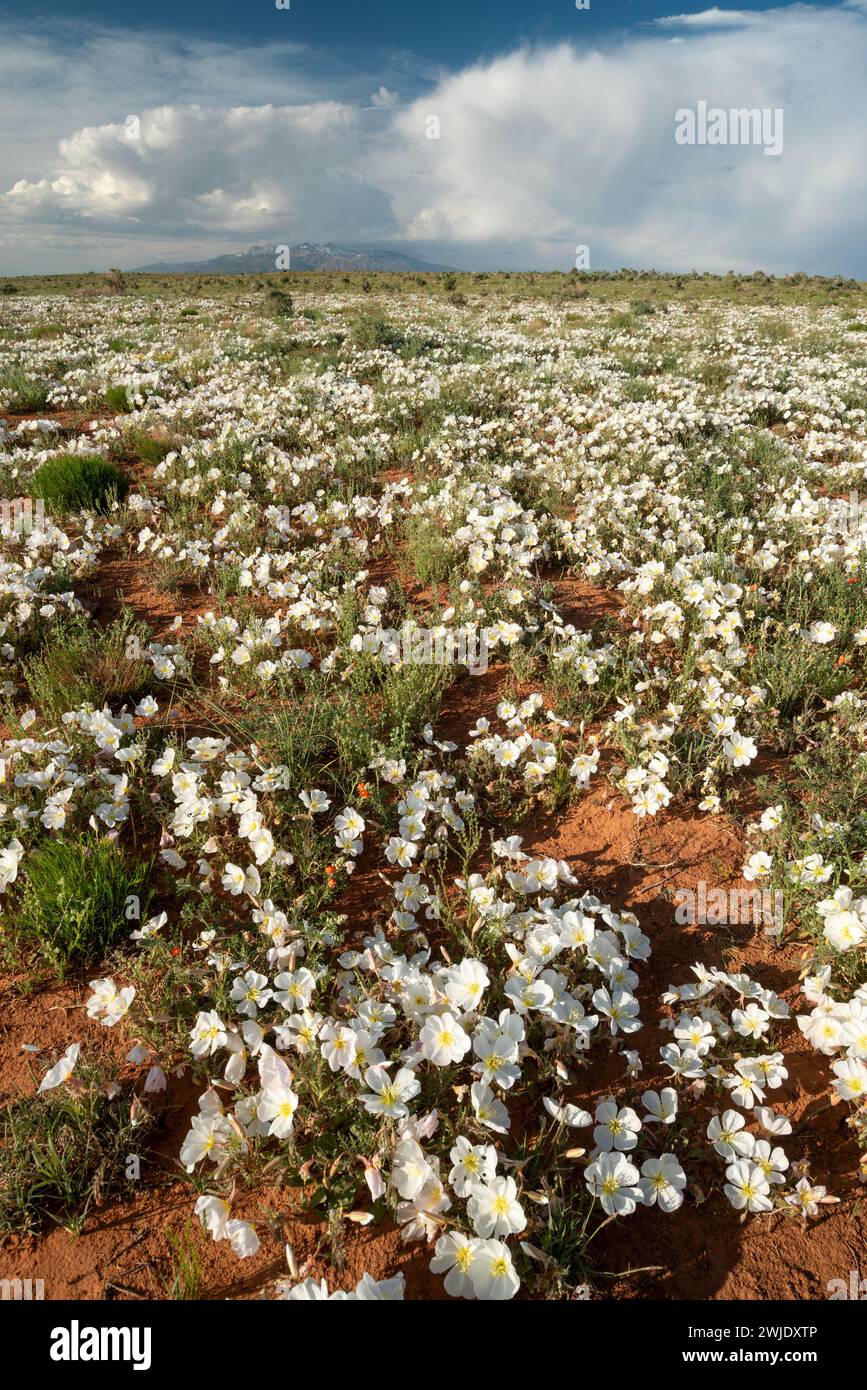 Primrose in Blüte nach einem nassen Frühling in der Wüste von Süd-Utah. Stockfoto