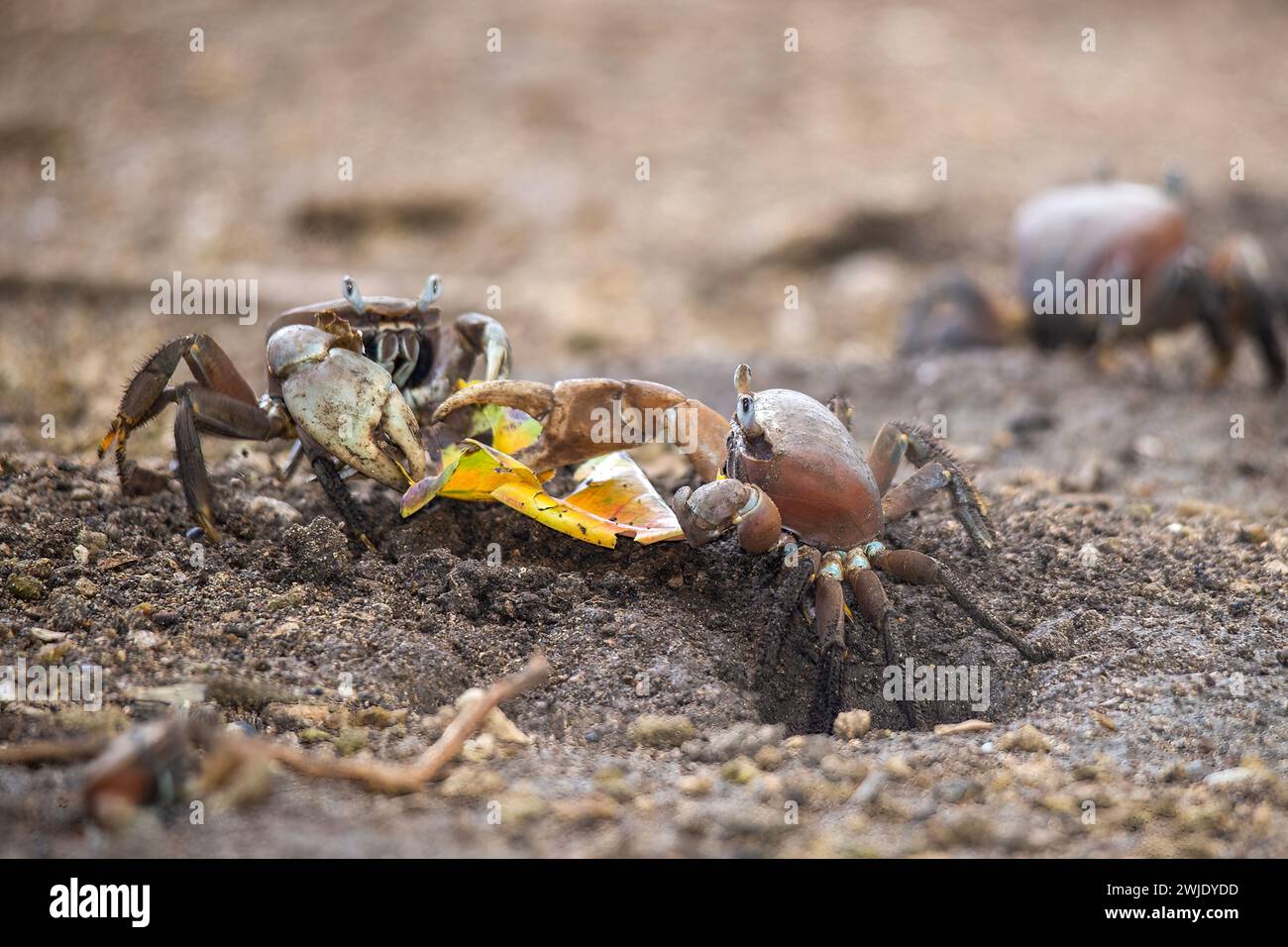 Zwei Landkrebse, Cardisoma carnifex, kämpfen um den Besitz eines gefallenen Blattes. Taha'a, Gesellschaftsinseln, Französisch-Polynesien Stockfoto
