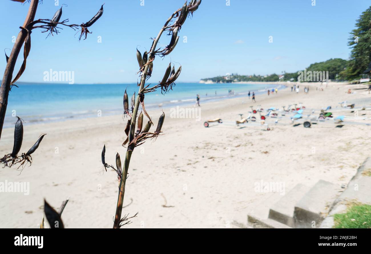 Gebürtiger neuseeländischer Flachs (Harakeke) am Takapuna Beach. Unerkennbare Menschen und Bootsanhänger am Strand. Auckland. Stockfoto