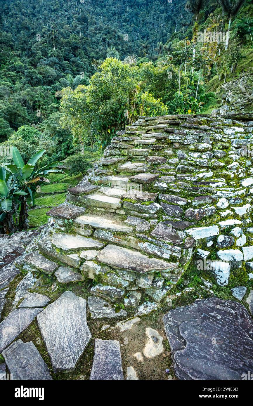 Steintreppen in versteckten antiken Ruinen der Tayrona Zivilisation Ciudad Perdida im Herzen des kolumbianischen Dschungels verlorene Stadt Teyuna. Santa Marta, Sie Stockfoto