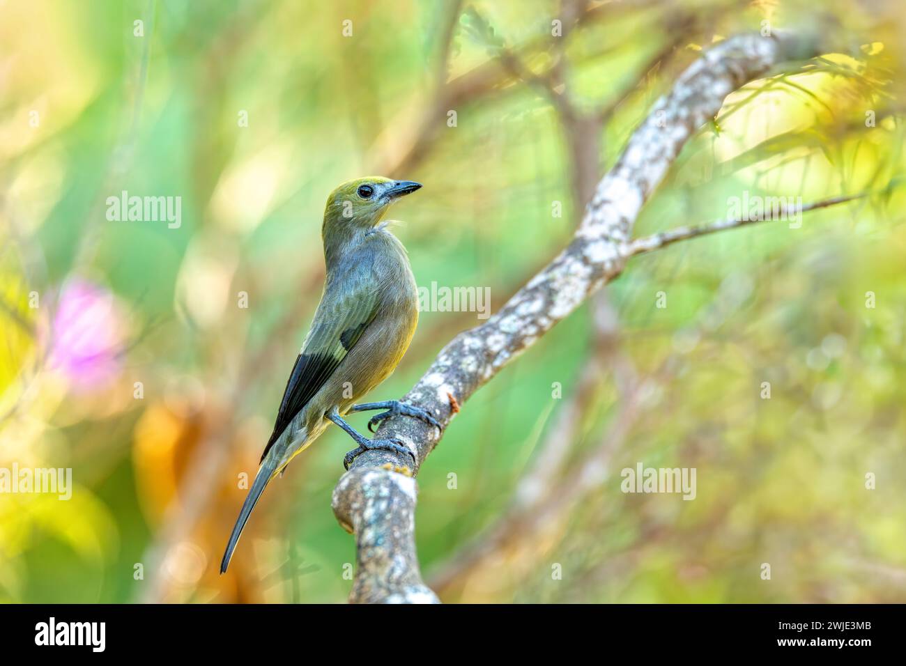 Thraupis palmarum (Bird Palm Tanager) ist ein mittelgroßer Passerinvogel. Minca, Sierra Nevada de Santa Marta Magdalena. Tierwelt und Vogelwelt Stockfoto