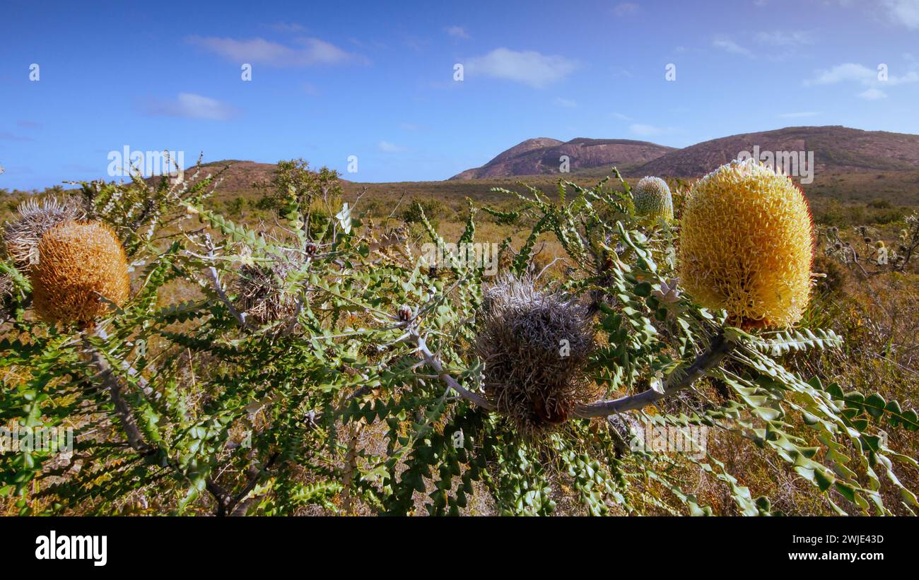 Auffällige banksia (Banksia speciosa) mit gelben Blütenkegeln in verschiedenen Stadien, Esperance, Western Australia Stockfoto