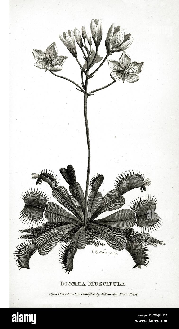 Botanische Gravur der Venus Flytrap (Dionaea muscipula) aus dem Jahr 1809 mit Zahnfallen, Blättern und blühendem Stiel, fein detailliert auf weißem Hintergrund. Stockfoto