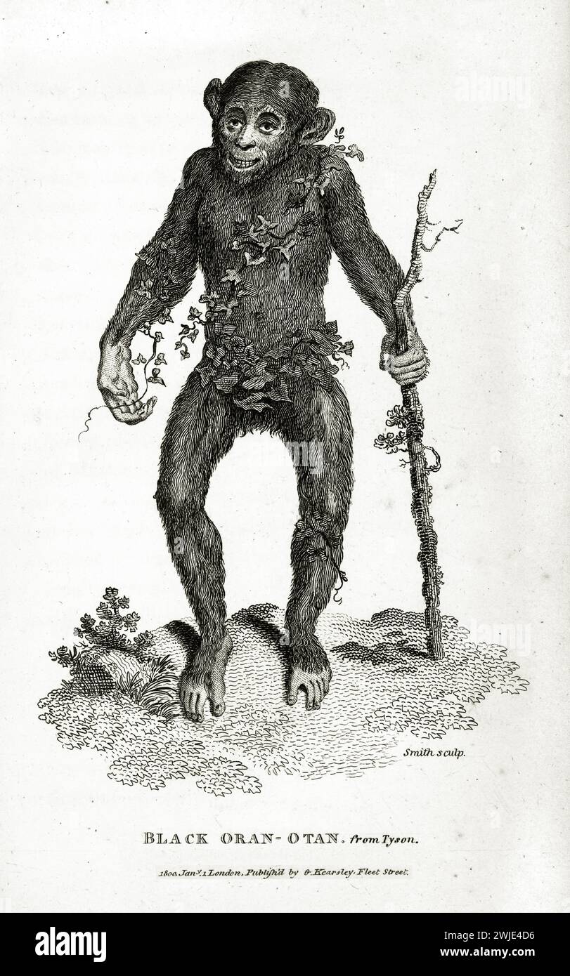 1809 Gravur eines schwarzen Orangutans, der mit einem Gehstock steht, humorvoll mit Laub gestellt, in feinen Linien auf weißem Hintergrund dargestellt. Stockfoto