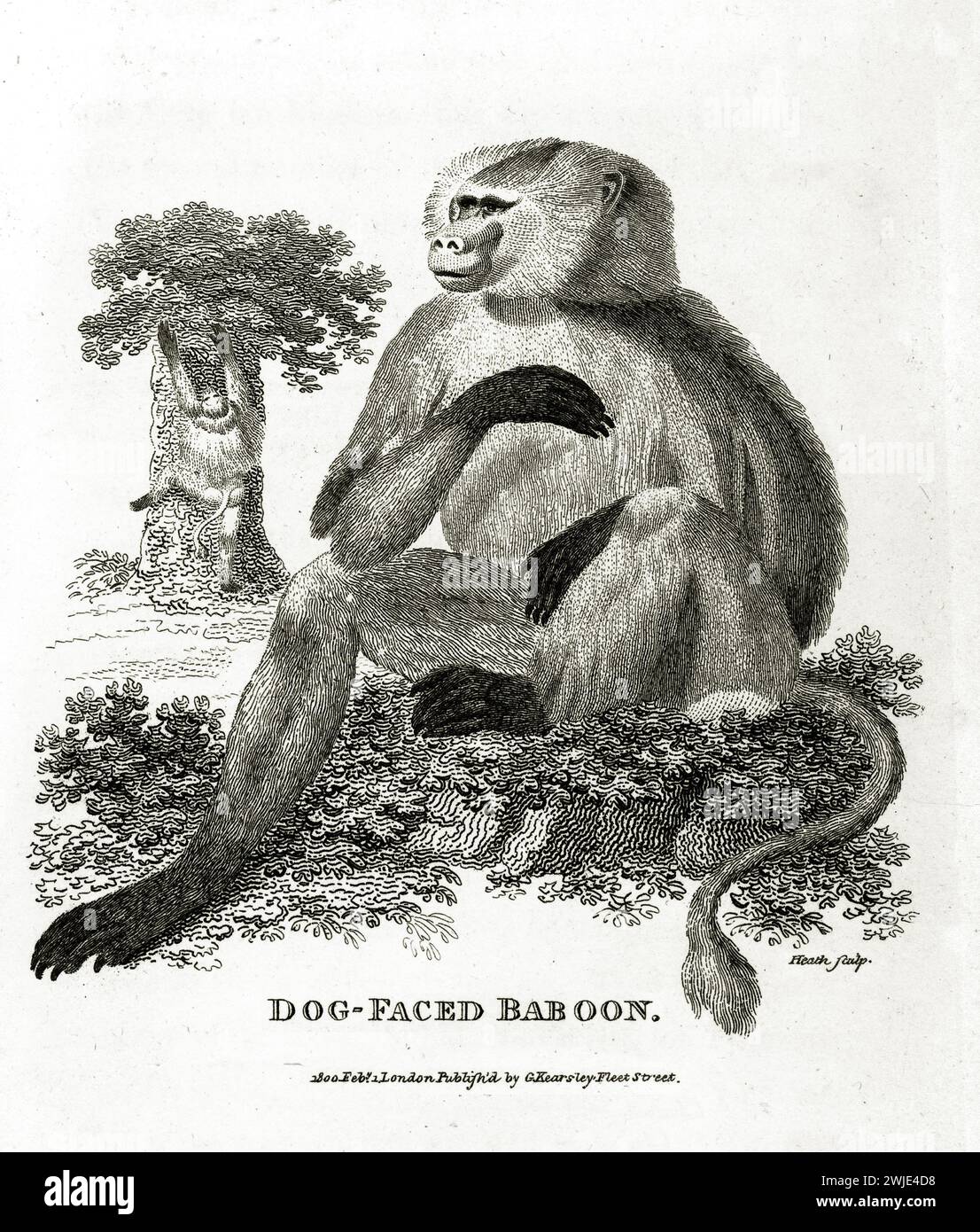 Hundepaviane (Papio cynocephalus), der auf grasbewachsenem Gelände sitzt, Hintergrundfigur auf einem Baum klettert. Veröffentlicht 1809, zoologischer Kupferstich. Stockfoto