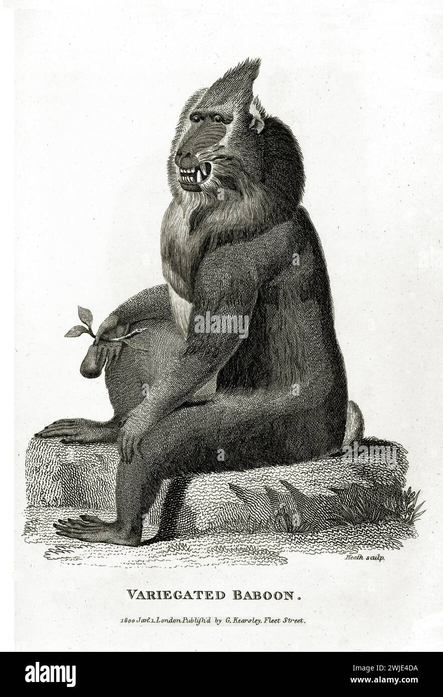 Bunter Pavian mit offenem Mund, auf felsigem Boden. Alter zoologischer Linienstich von George Shaw, veröffentlicht 1809. Stockfoto