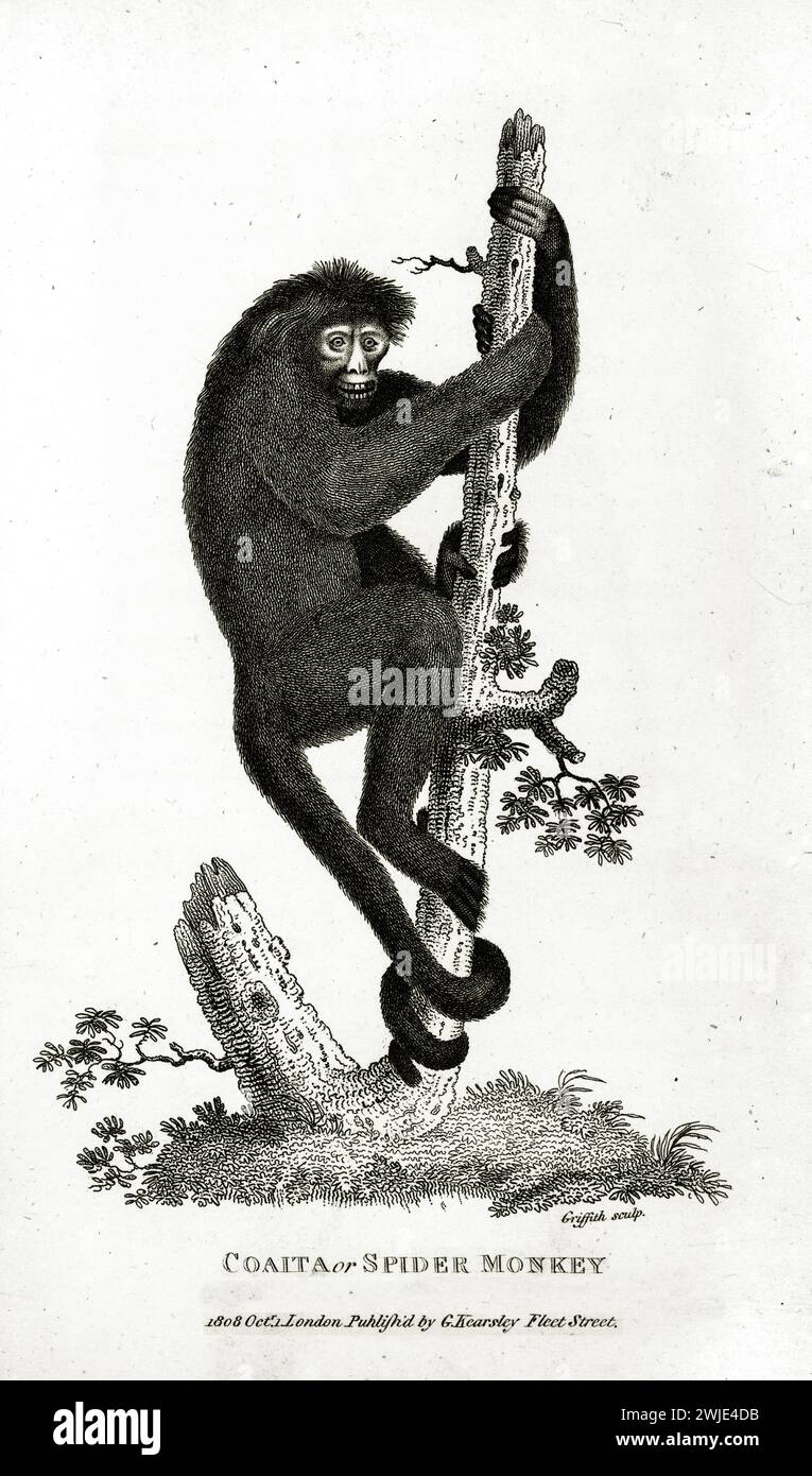 Graviertes Porträt von Spider Monkey (Gattung Ateles), das sich an einem Zweig mit ausdrucksstarkem Gesicht festhält. Veröffentlicht von George Shaw in 1809 zoologischen Vorträgen. Stockfoto