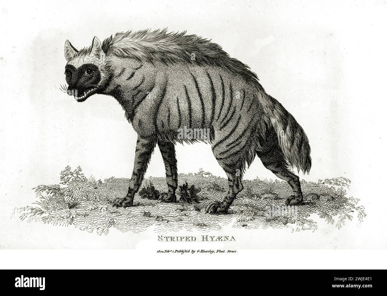 Alte gravierte Illustration der gestreiften Hyena. Erstellt von George Shaw, veröffentlicht in Zoological Lectures, London, 1809 Stockfoto