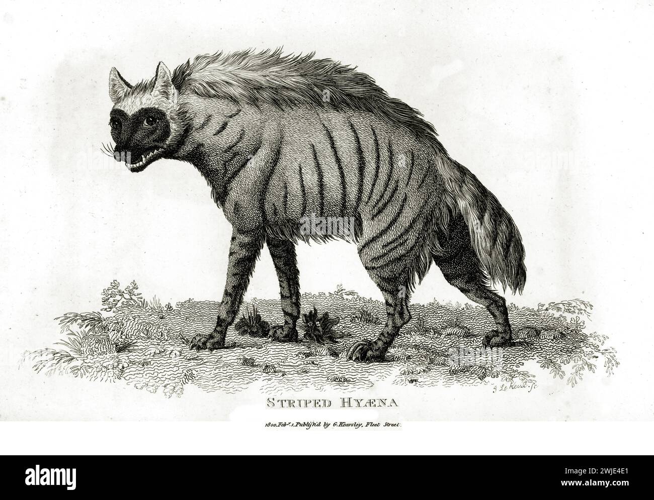 Feine 1809er Gravur der gestreiften Hyena (Hyaena hyaena), in der Mitte des Schrittes mit gedrehtem Kopf dargestellt, auf einer detaillierten botanischen Basis, die in weißen Hintergrund verblasst. Stockfoto