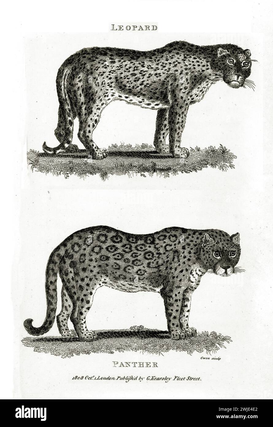Vertikale Gravur von Leopard und Panther (Panthera pardus) aus dem Jahr 1809, beide im Profil auf botanischem Grund, mit gepunkteten Mänteln und feinen Linien Stockfoto