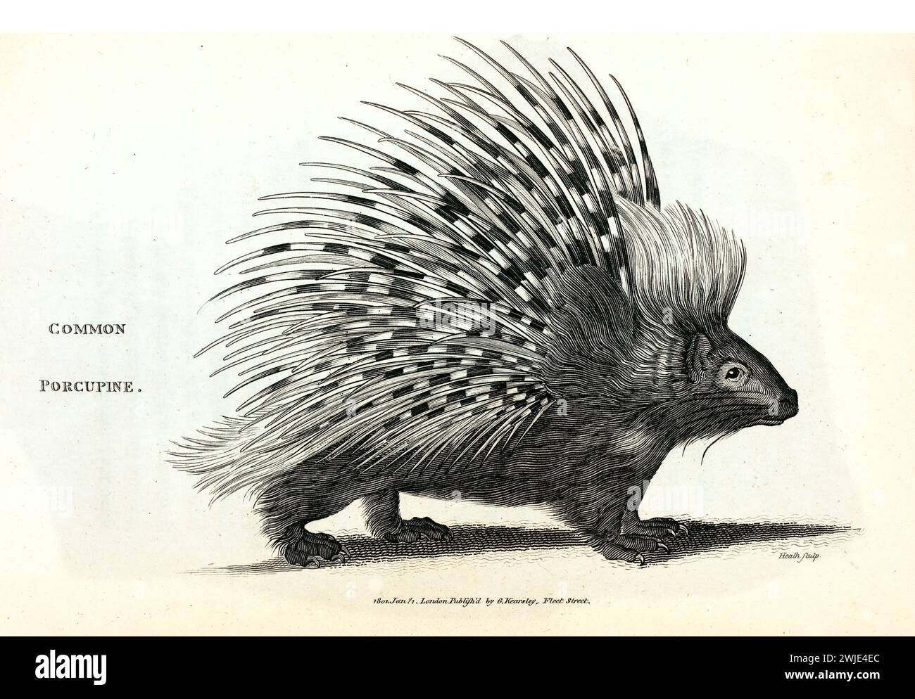 Alte gravierte Illustration von Stachelschwein (Schürzenschwein). Erstellt von George Shaw, veröffentlicht in Zoological Lectures, London, 1809. Stockfoto