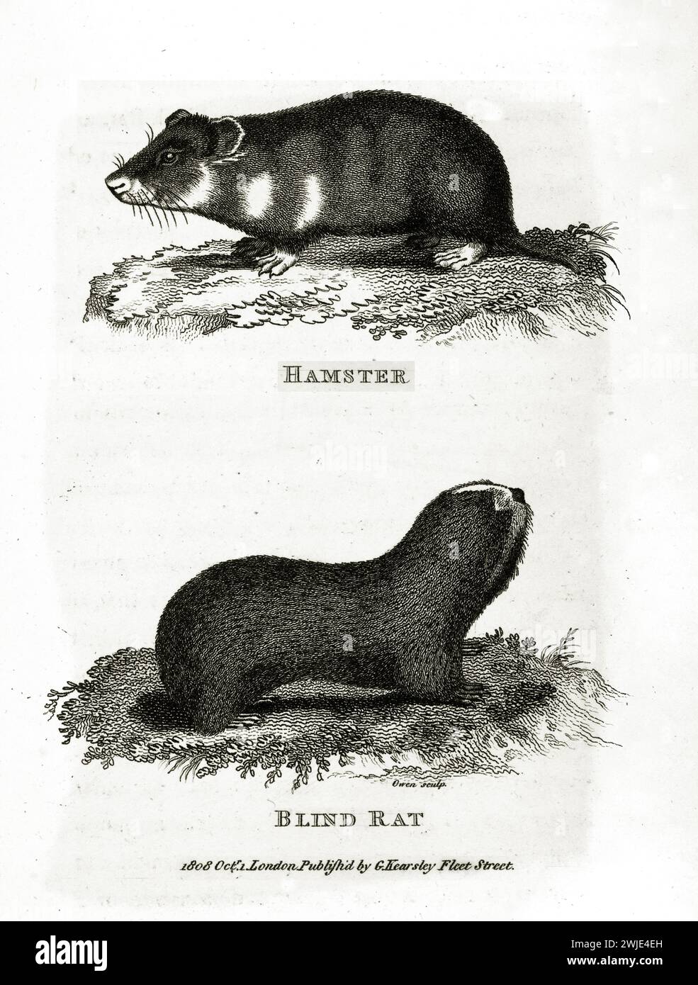 Alte eingravierte Doppelillustration von Blind Ratte und Hamster. Erstellt von George Shaw, veröffentlicht in Zoological Lectures, London, 1809. Stockfoto