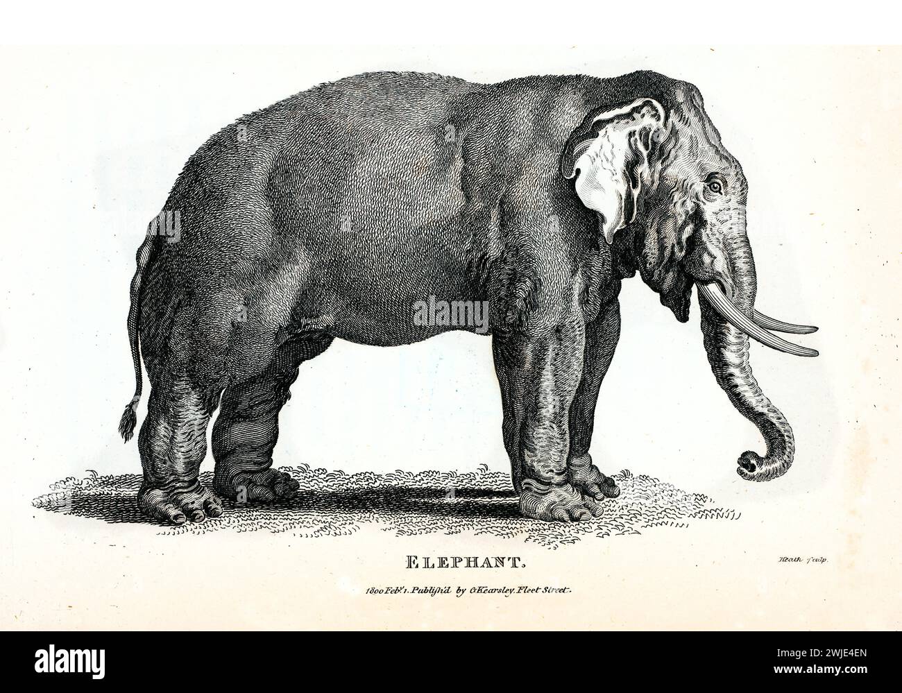 Fein detaillierter 1809-Gravur des Elefanten (Elephas maximus oder Loxodonta africana), im Profil mit sichtbaren Stoßzähnen, auf botanischem Gelände und weiß bg Stockfoto