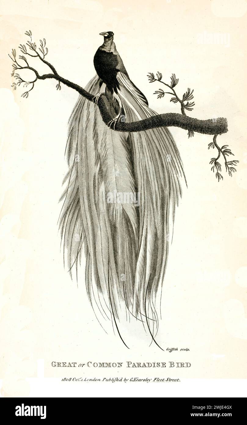 Alte Gravur von George Shaw aus dem Jahr 1809 vom Großen Paradies-Vogel auf einem Ast mit seinem langen, reich verzierten Schwanz, in detaillierter Stippelstich aus dem 19. Jahrhundert Stockfoto