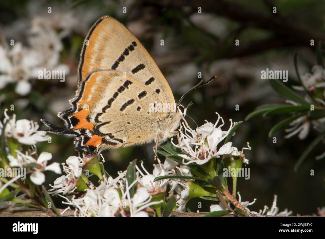 Imperial Hairstreak Flügel eingeklappt. Stockfoto