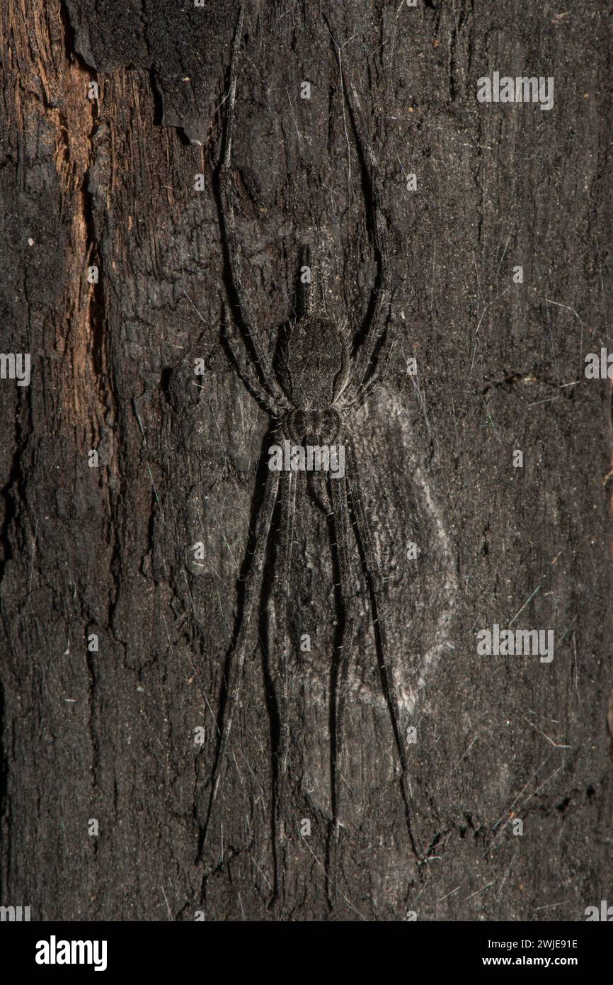 Eine Fickert's Zweischwanzspinne, perfekt getarnt auf verkohltem Baumstamm. Stockfoto