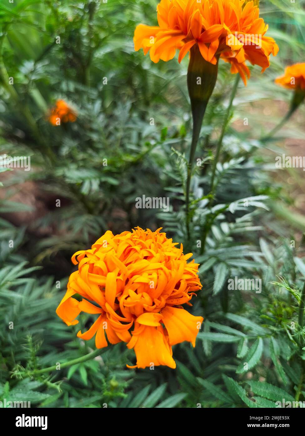 Orange Ringelblumen mit grünem Stiel Stockfoto