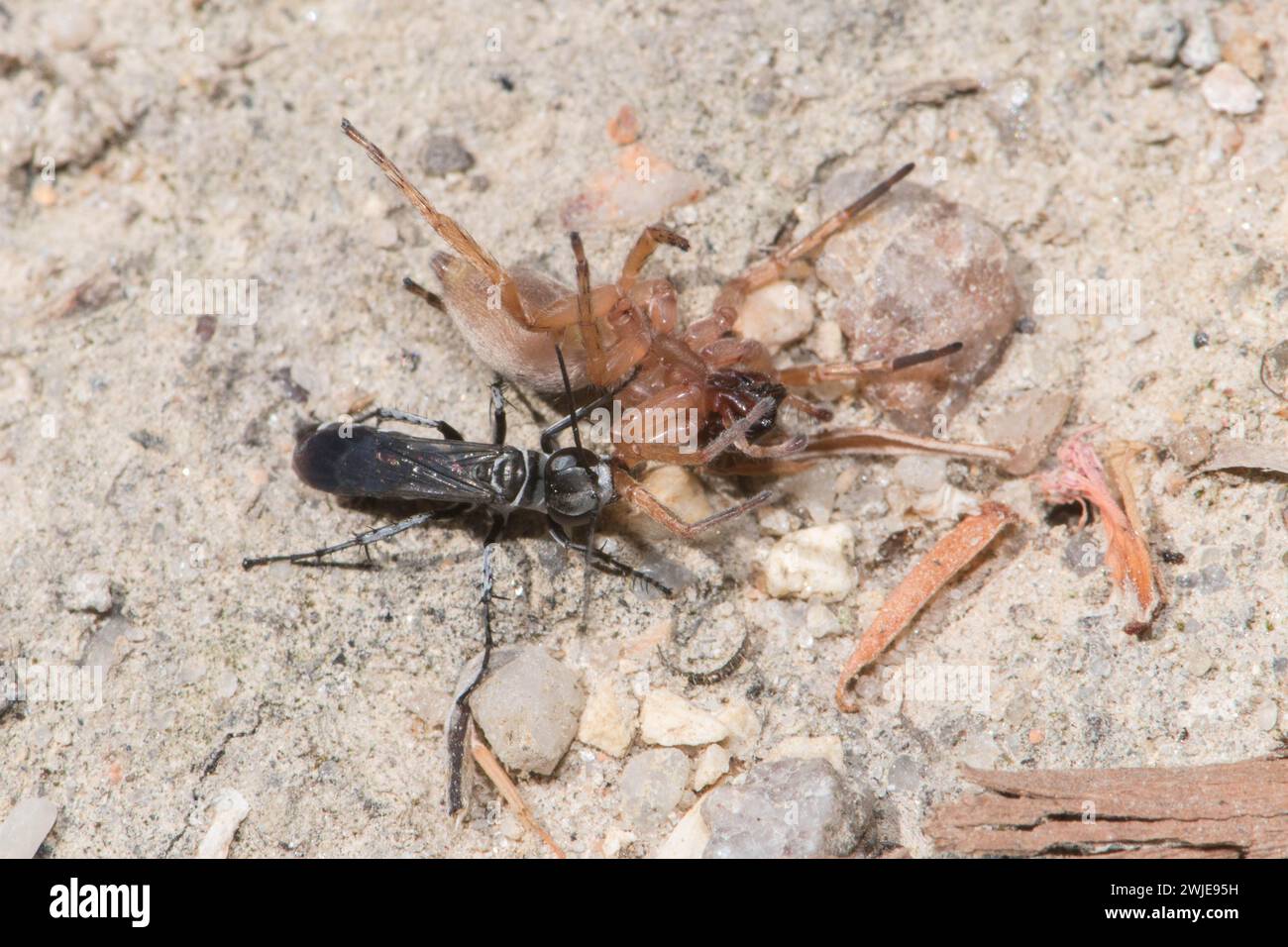 Spinnenwasp zieht Spinnenbeute zum Nest. Stockfoto