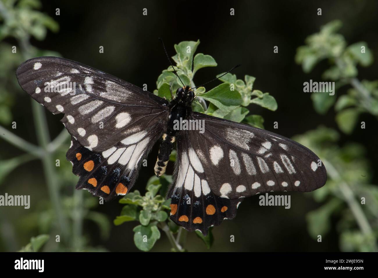 Zierlicher Schwalbenschwanz-Schmetterling auf dem Mintbush der Ureinwohner. Stockfoto