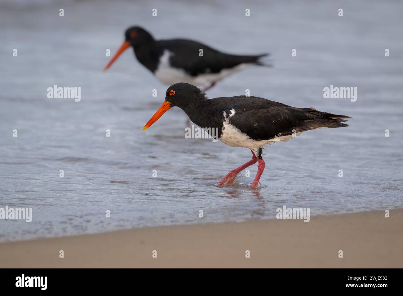 Zwei energiegeladene Austernfänger erkunden den Sand auf der Suche nach Muscheln entlang der Küste der Northern Beaches in Cairns, Queensland, Australien. Stockfoto