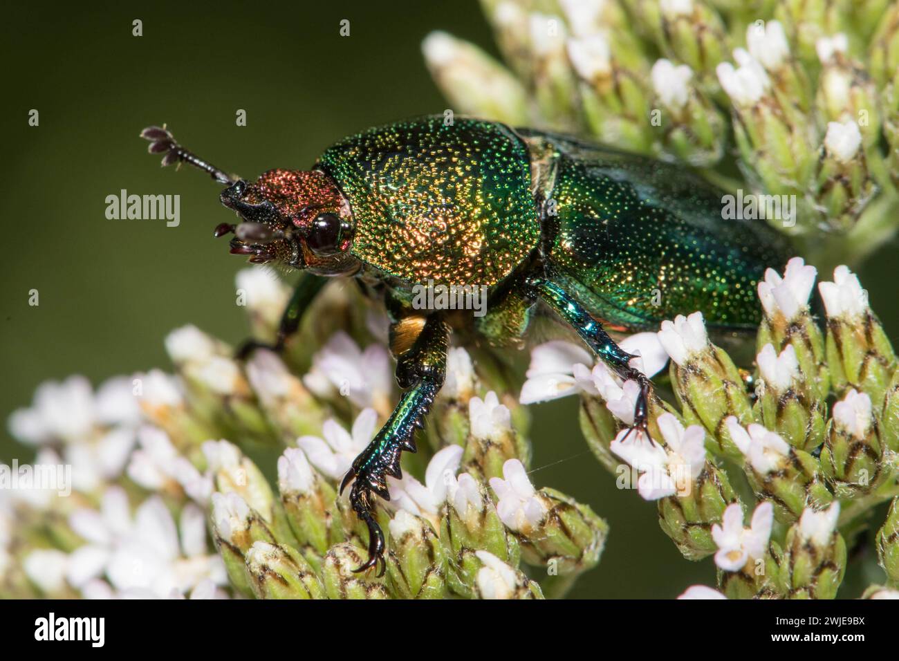 Goldener Hirschkäfer auf Schafgarbe. Stockfoto