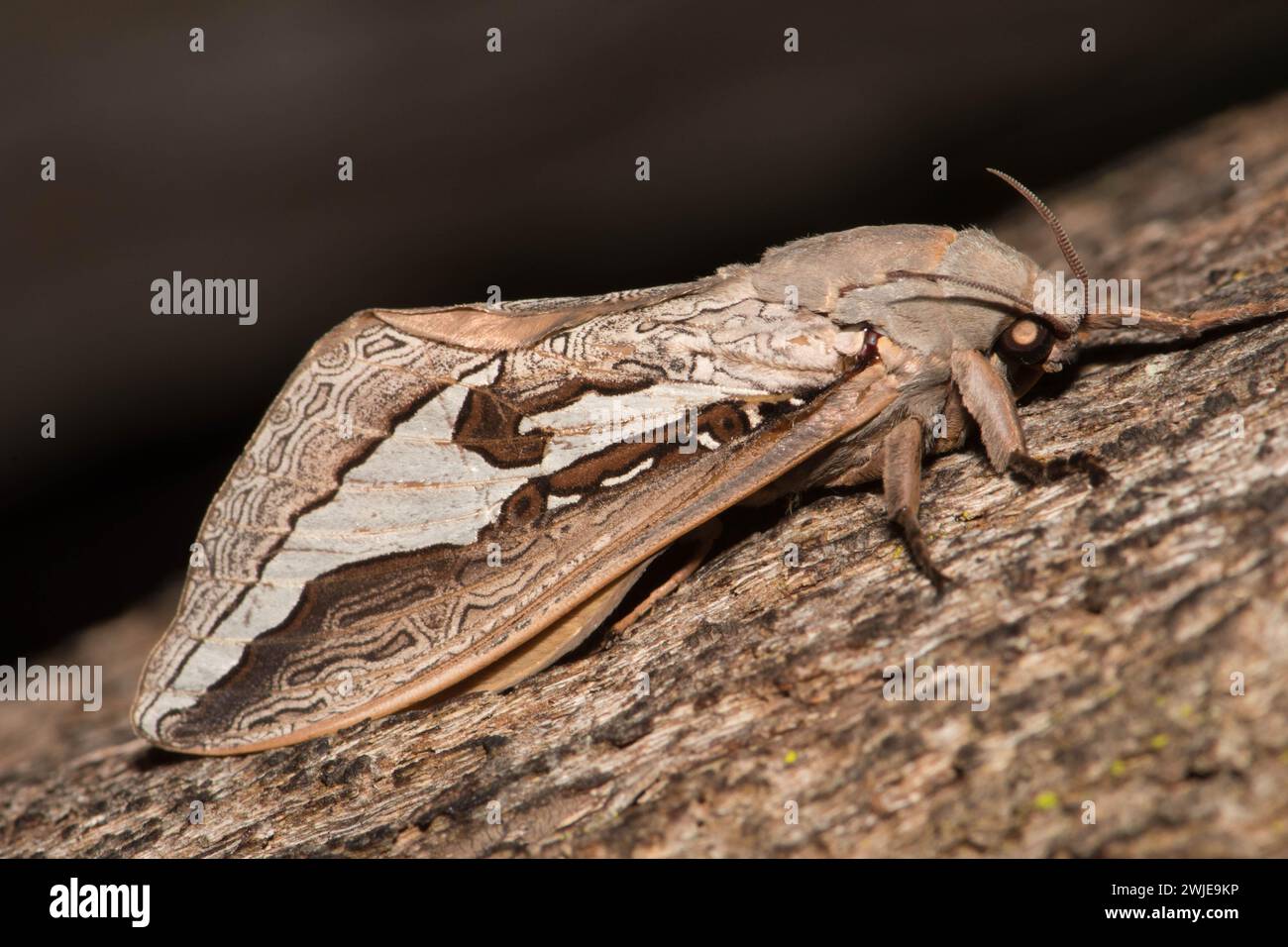 Labyrinthische Geistermotte, angezogen von UV-Lampen. Stockfoto