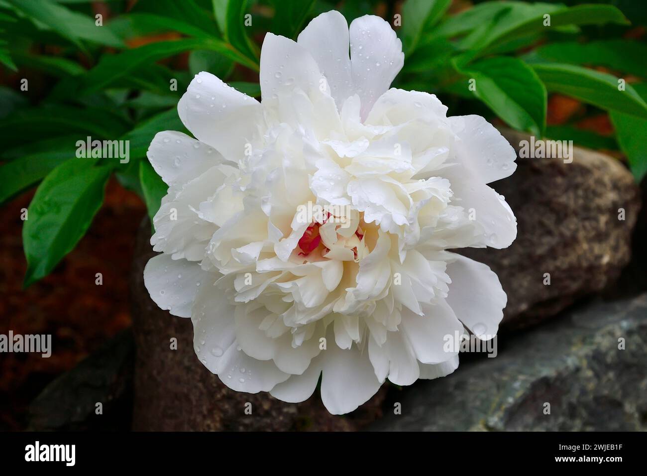 Erstaunliche zarte einzelne weiße Pfingstrose Blume auf Granitsteinen liegt, aus nächster Nähe. Wunderschöner doppelter Pfingstrosenblütenkopf in Wassertropfen nach Regen im Sommer gar Stockfoto