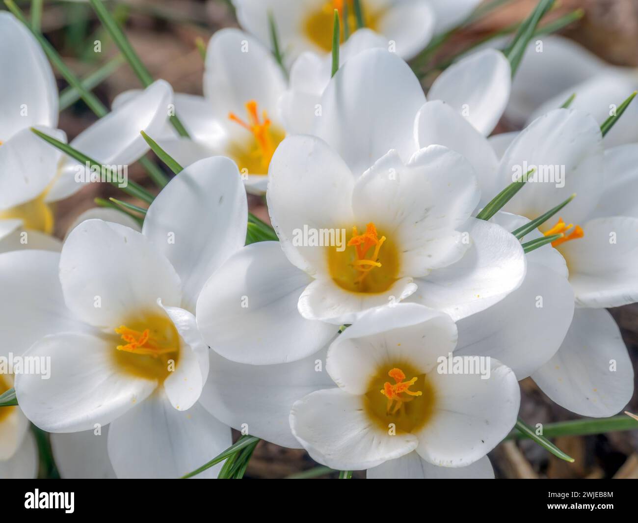Ein Haufen weißer Krokusse in der Blüte Stockfoto