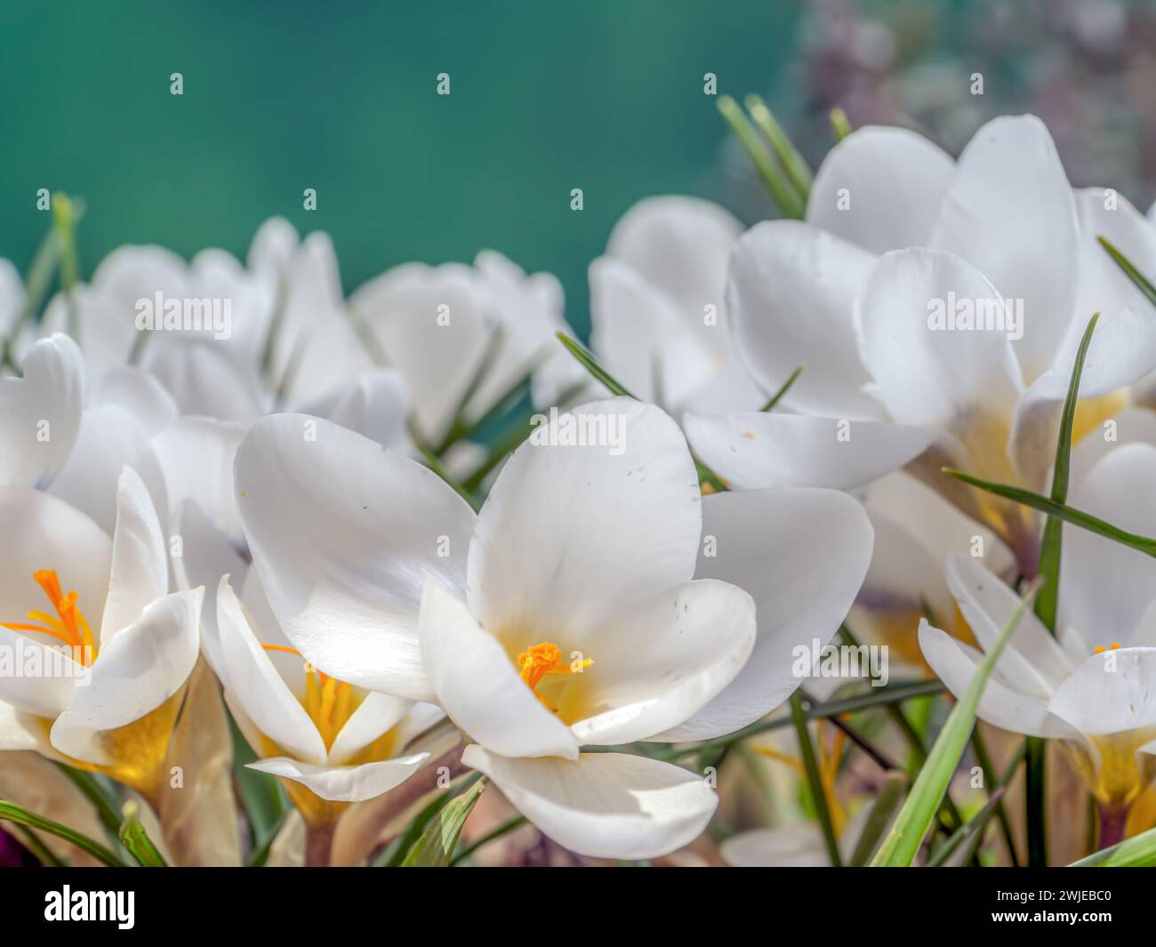 Ein Haufen weißer Krokusse in der Blüte Stockfoto