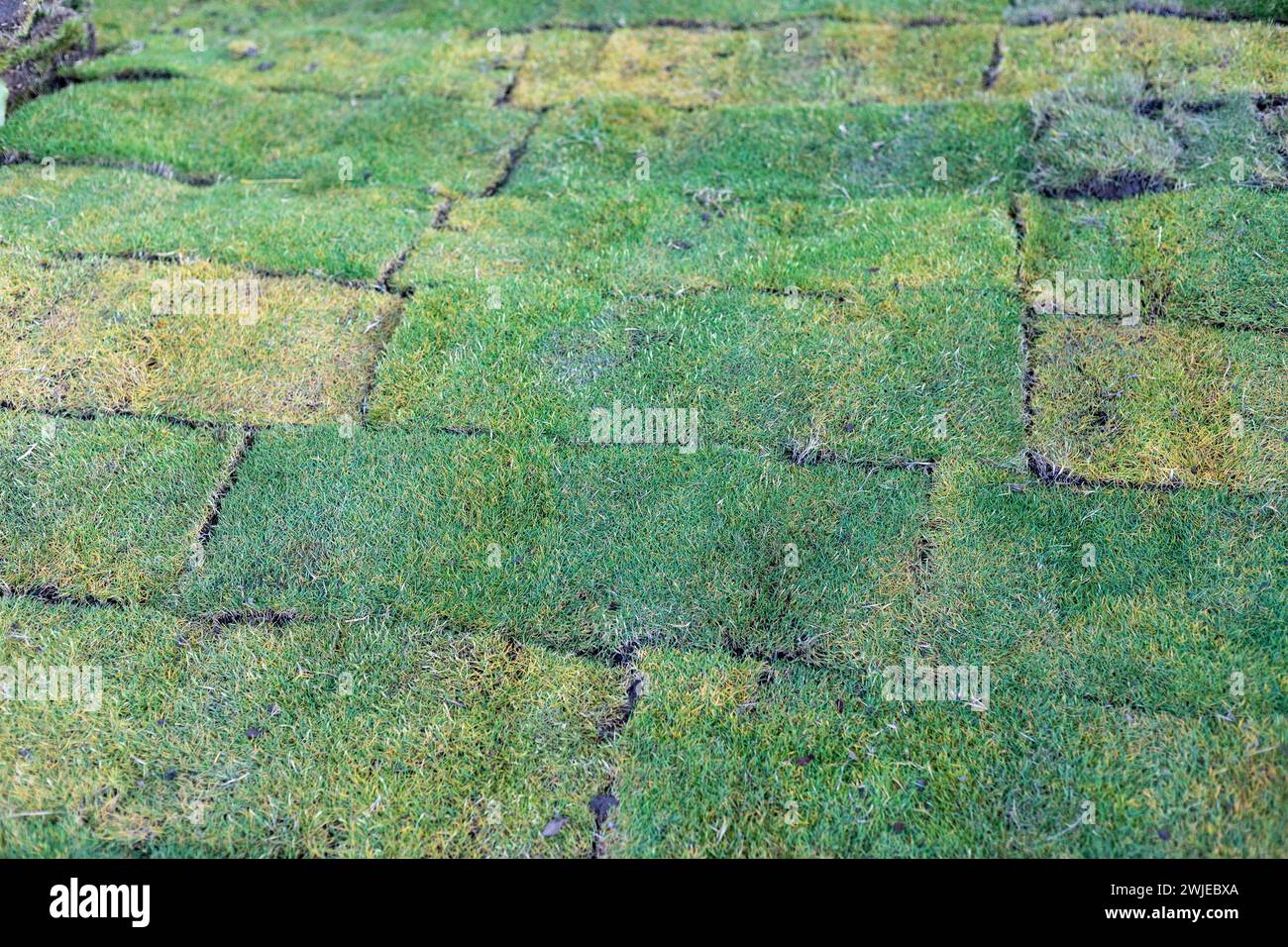 Neubau im Garten.Rasenpflegekonzept. Stockfoto