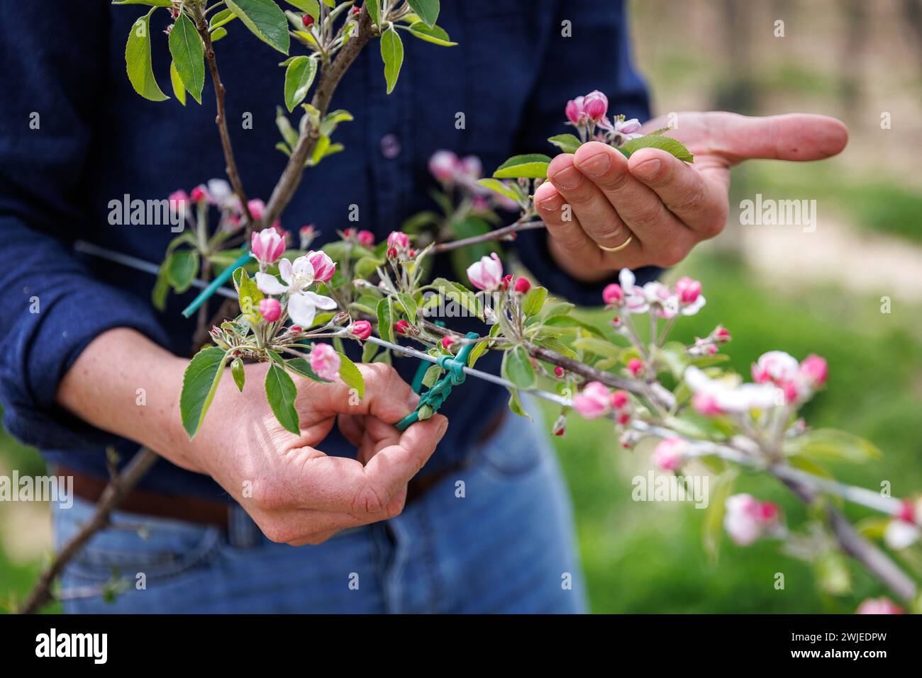 Arboriculturist in seinem Obstgarten und Apfelblütenzweig Stockfoto