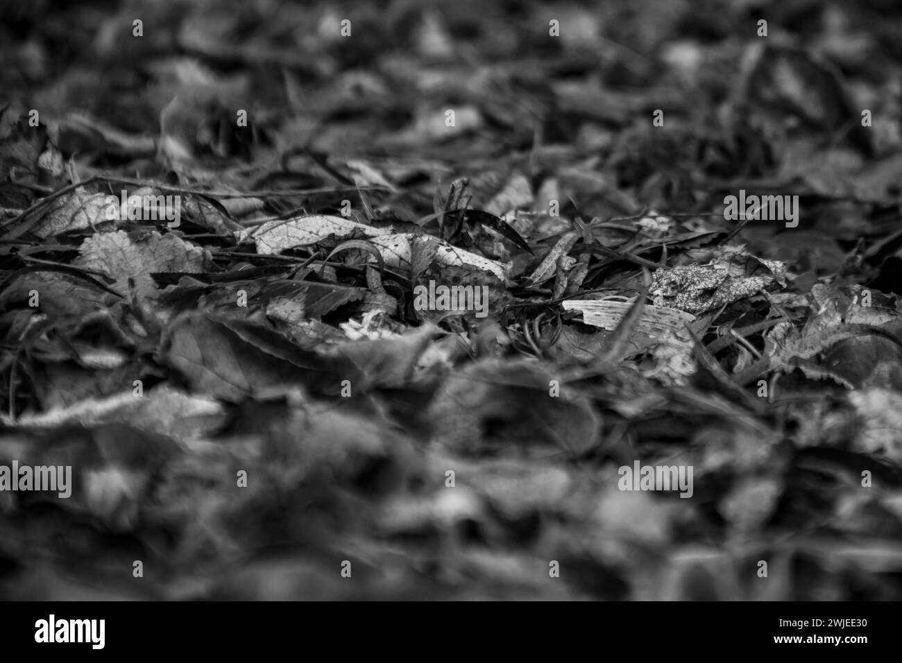 Ein einfarbiges Bild eines Haufens gefallener Blätter, der auf der Erde ruht Stockfoto