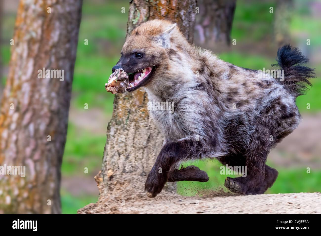 Eine Hyena mit Beute, die durch den Wald sprintet Stockfoto