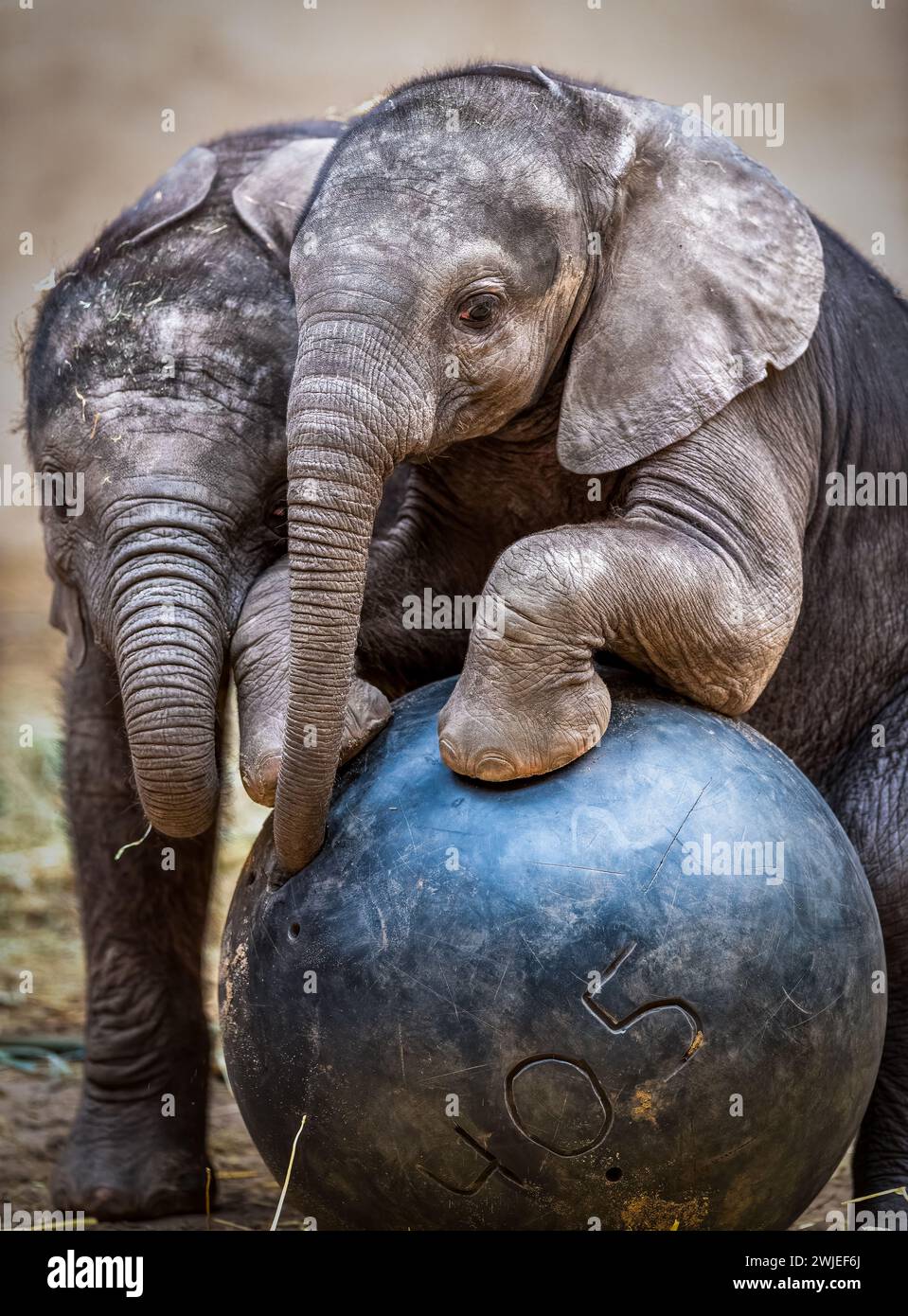 Die afrikanischen Elefantenbabys spielen mit einem Ball Stockfoto