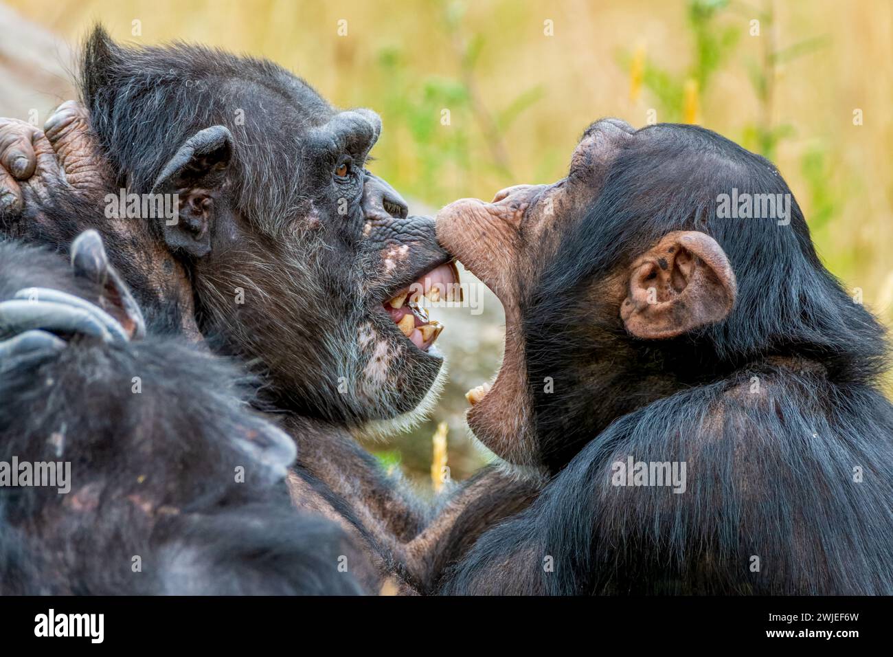 Die beiden afrikanischen Schimpansen teilen sich einen zärtlichen Kuss Stockfoto