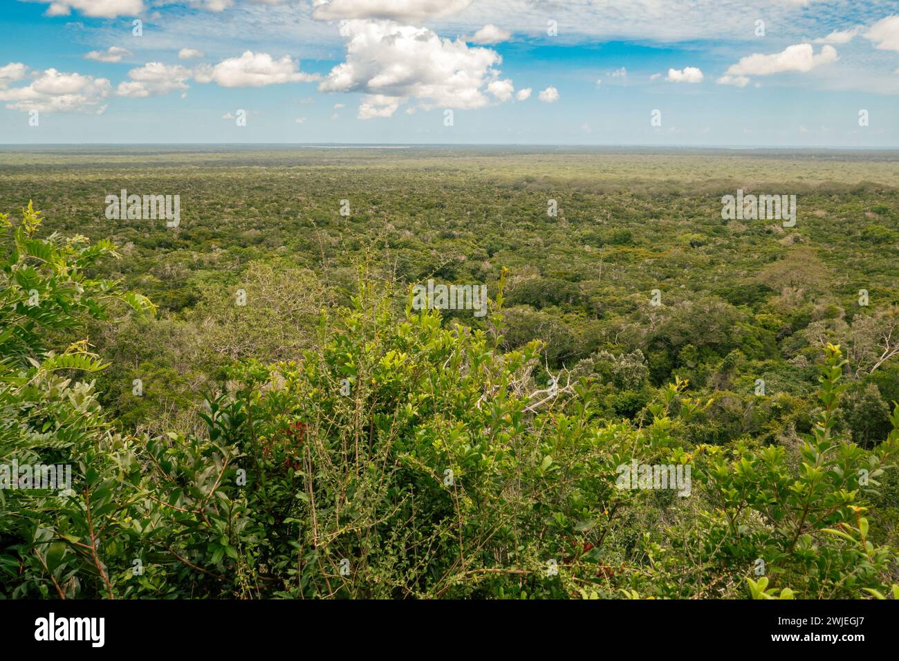 Aus der Vogelperspektive des Arabuko Sokoke Forest vom Nyari Aussichtspunkt in Malindi, Kenia Stockfoto