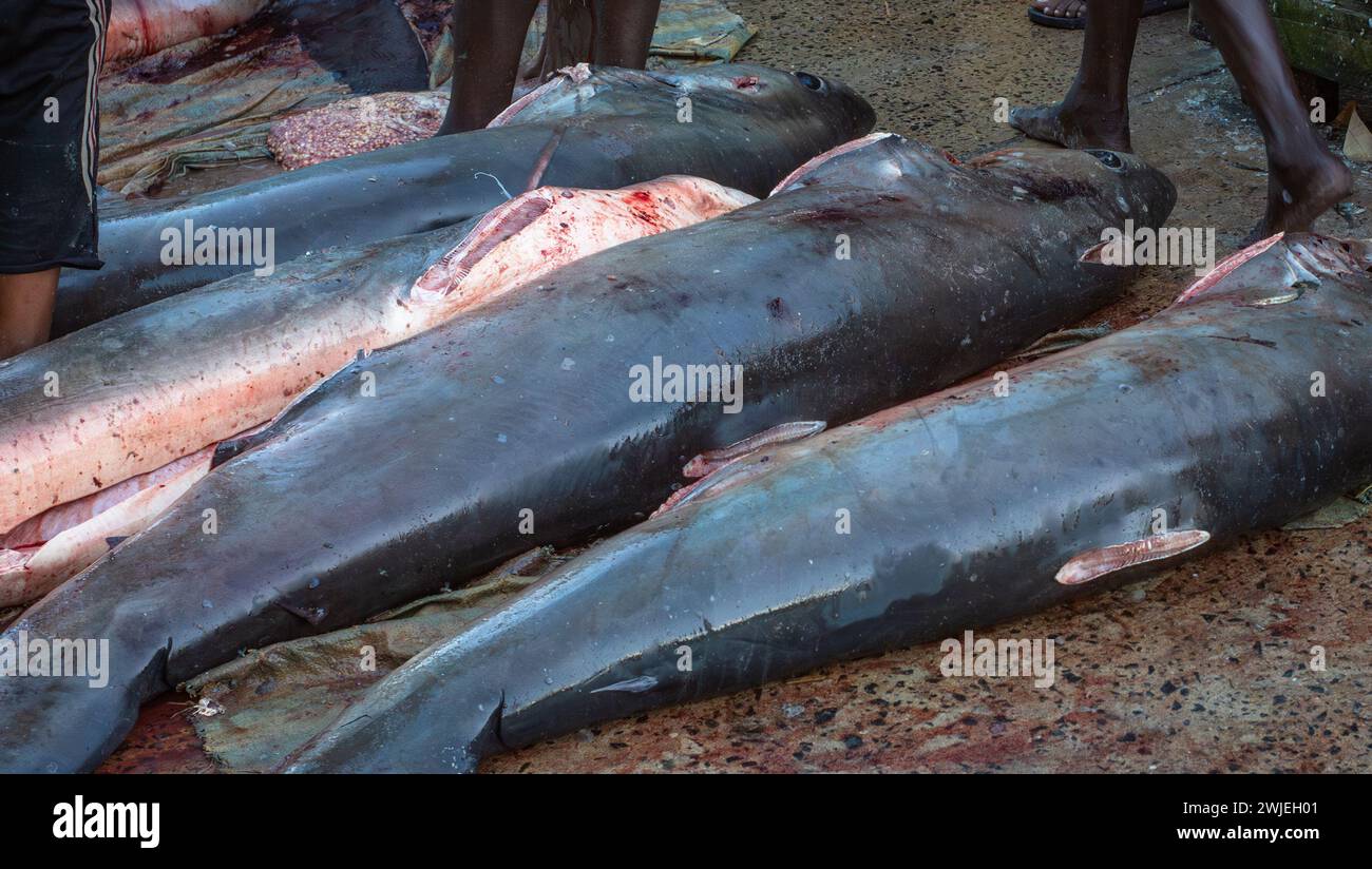 Eine Reihe von gewöhnlichen Thresher Haie (Alopias vulpinus) am Boden mit abgeschnittenen Flossen auf dem Kivukoni Fischmarkt in dar es Salaam, Tansania. Dies Stockfoto