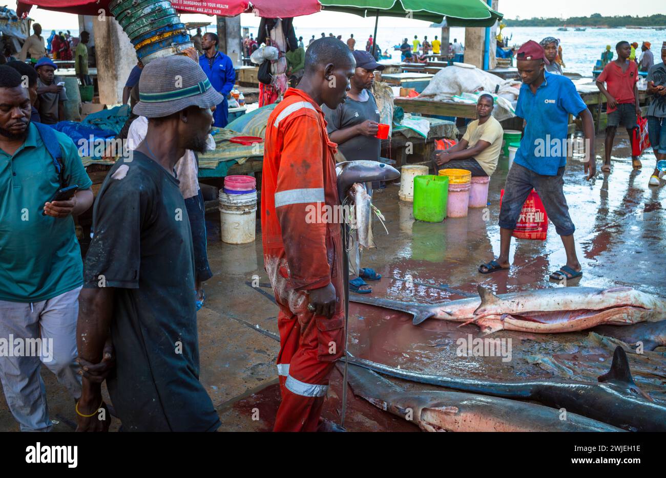 Ein Fischer hält große Haken und Leinen und steht über dem Thresher Haie (Alopias vulpinus), den er auf dem Kivukoni Fischmarkt in dar es Salaam gefangen hatte Stockfoto