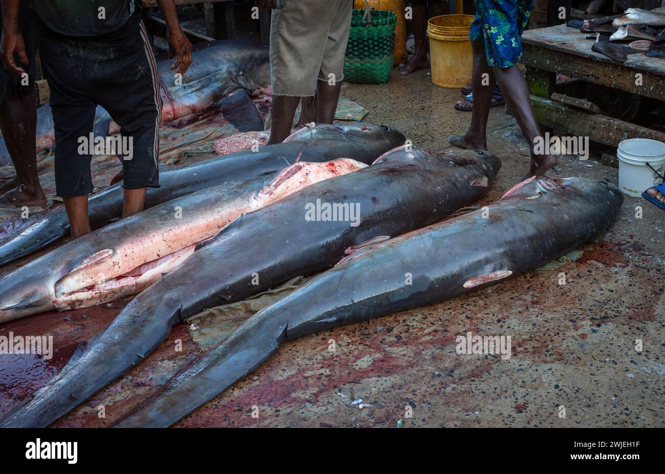 Eine Reihe von gewöhnlichen Thresher Haie (Alopias vulpinus) am Boden mit abgeschnittenen Flossen auf dem Kivukoni Fischmarkt in dar es Salaam, Tansania. Dies Stockfoto