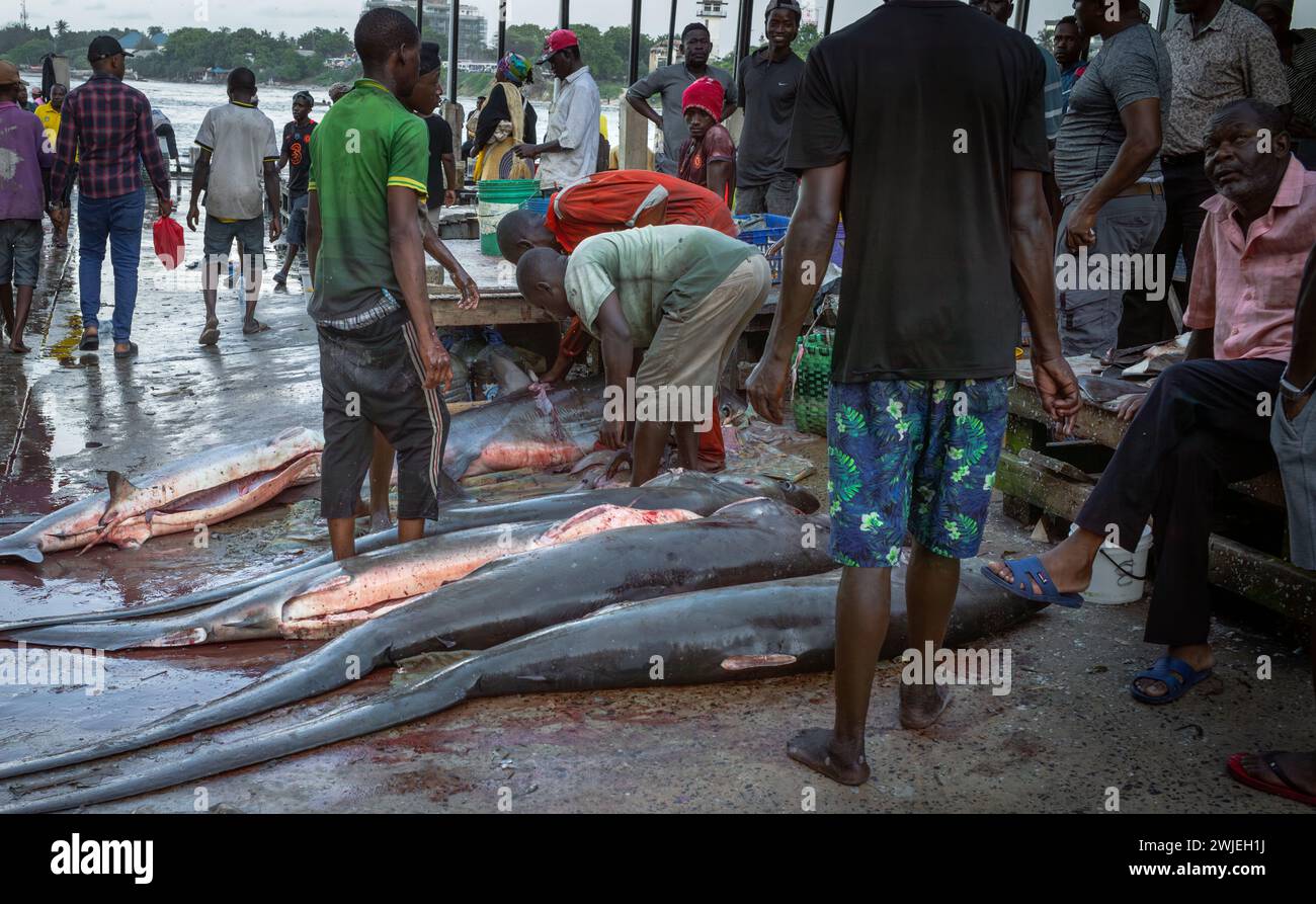 Fischer schnitten eine Reihe von gewöhnlichen Dreschhaien (Alopias vulpinus) auf dem Kivukoni Fish Market, dar es Salaam, Tansania, ab. Diese SHA Stockfoto