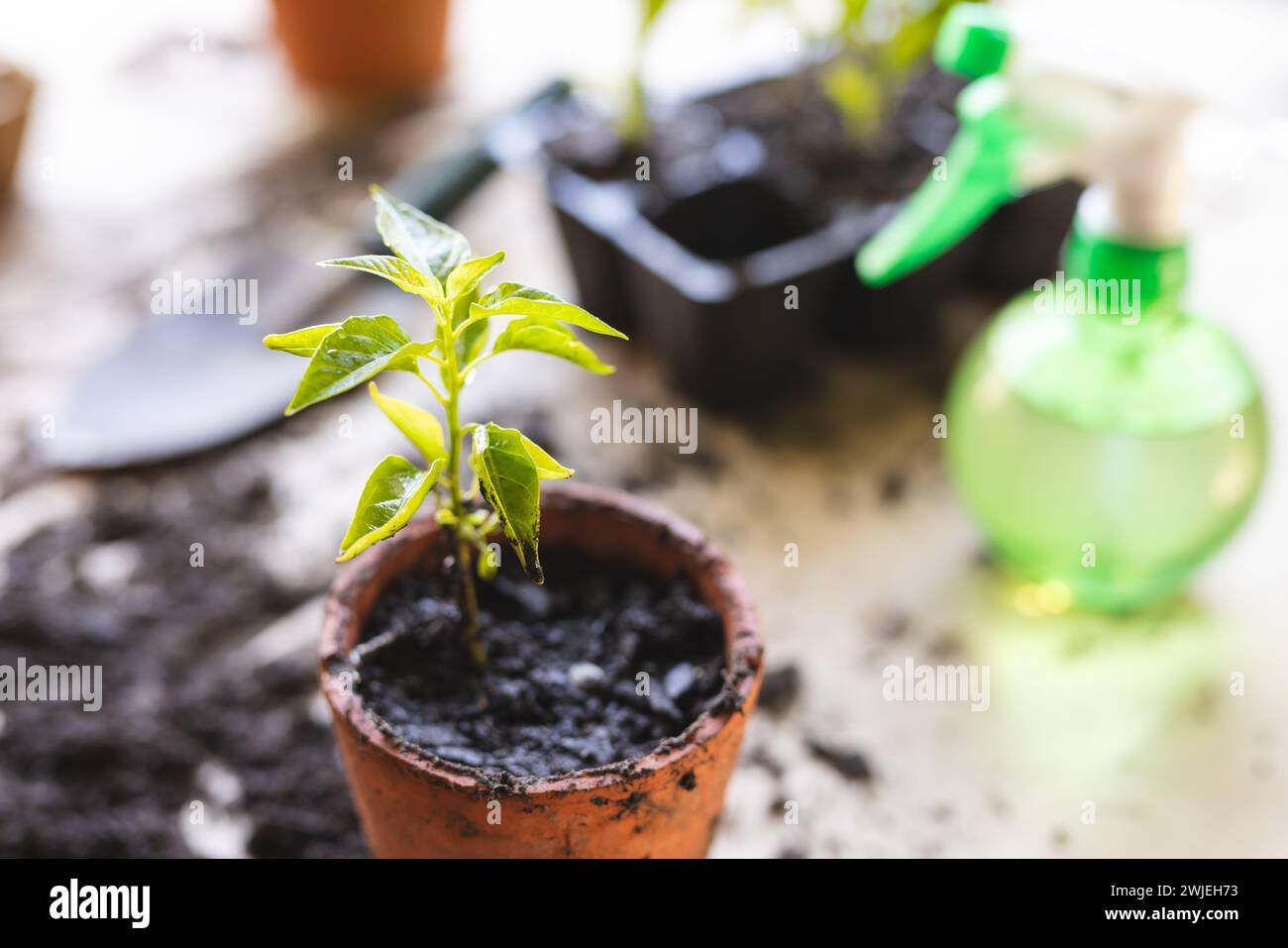 Junge Pflanze in einem Topf, bereit für die Gartenarbeit, mit Kopierraum Stockfoto