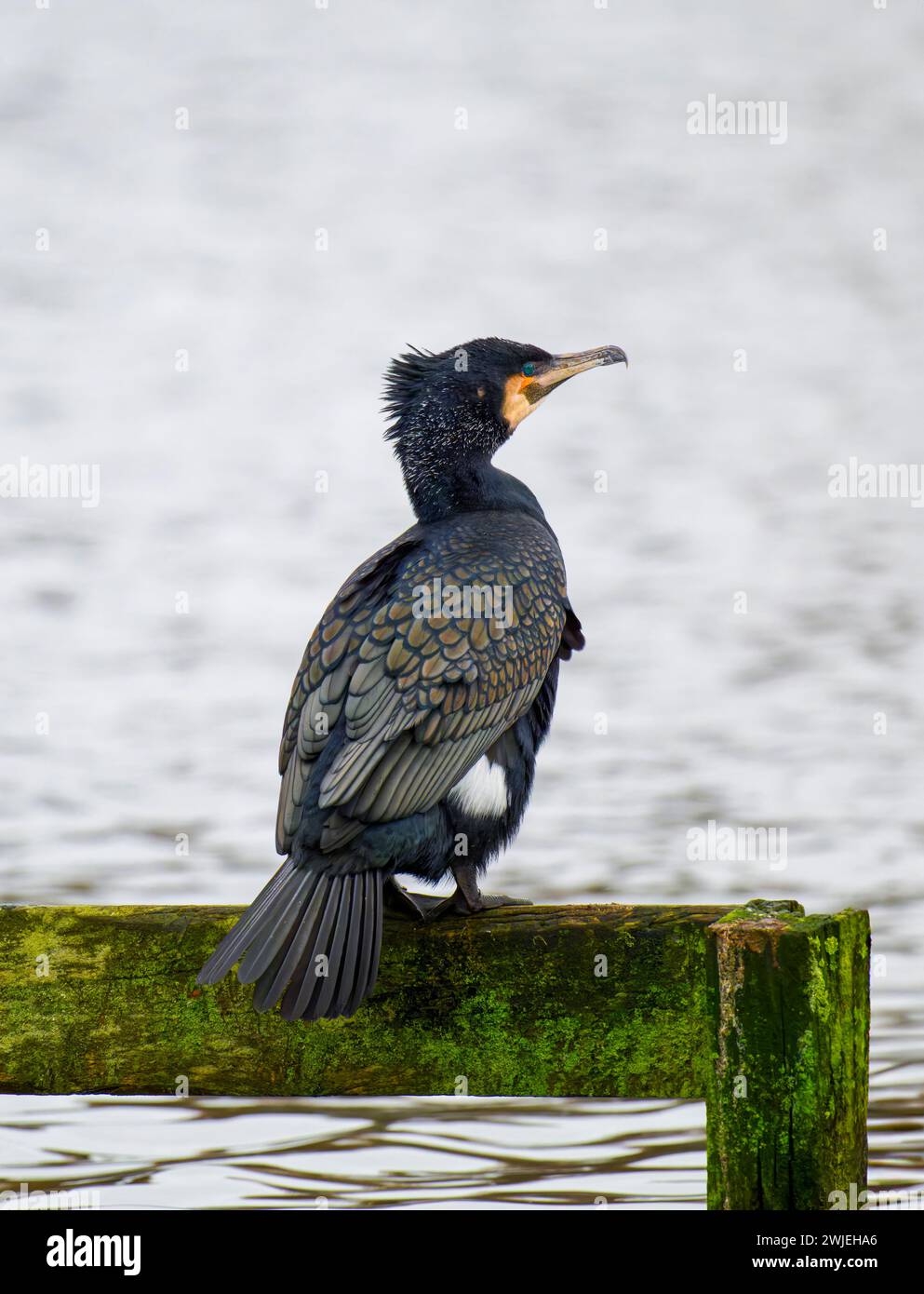 Ein einsamer Kormoran (Phalacrocorax carbo), der auf einer Zaunschiene in einem Süßwassersee in Blackpool, Lancashire, Großbritannien, thront Stockfoto