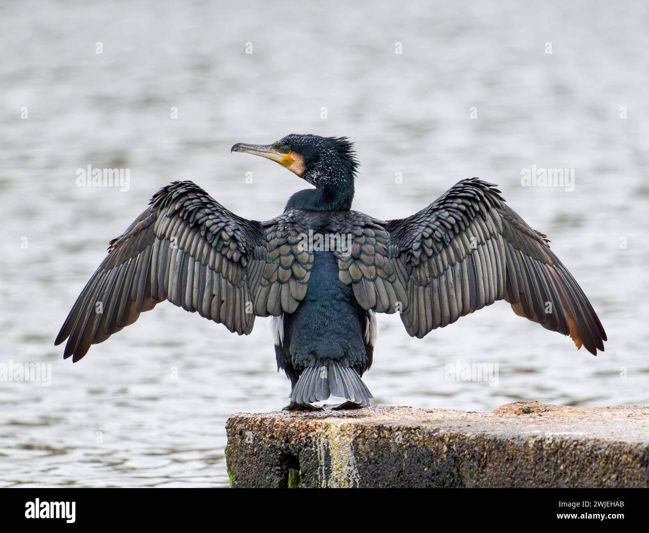 Ein einsamer Kormoran (Phalacrocorax carbo), mit weit gestreckten Flügeln, die auf einer Zaunschiene in einem Süßwassersee in Blackpool, Lancashire, Großbritannien, hochgestreckt sind Stockfoto