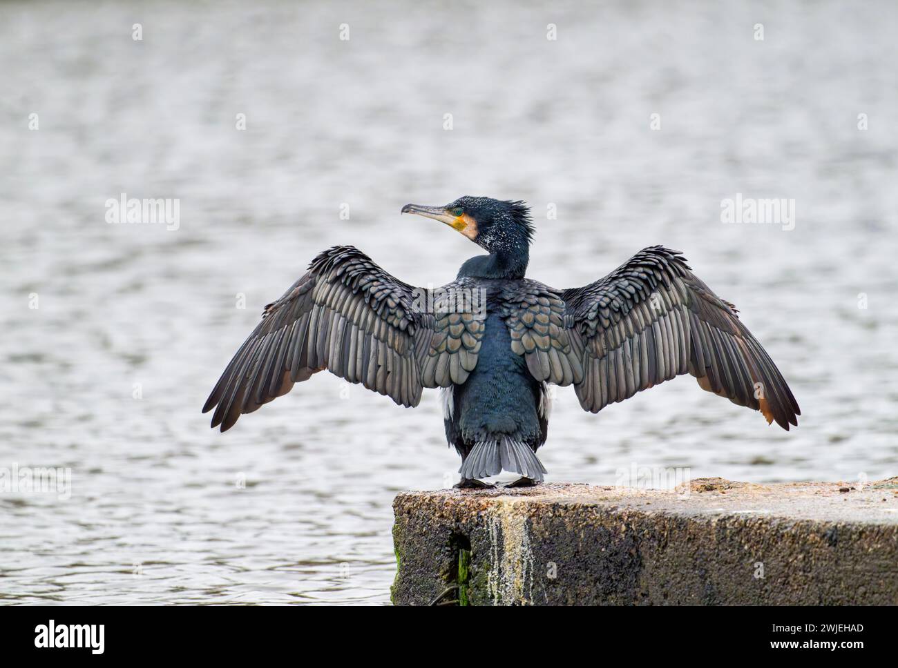 Ein einsamer Kormoran (Phalacrocorax carbo), mit weit gestreckten Flügeln, die auf einer Zaunschiene in einem Süßwassersee in Blackpool, Lancashire, Großbritannien, hochgestreckt sind Stockfoto