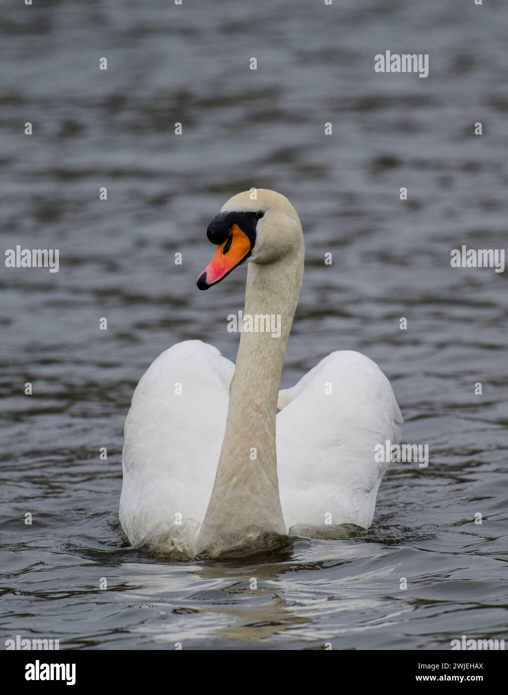Ein wunderschöner und anmutiger Schwan (Cygnus olor) gleitet auf der Oberfläche eines Sees im Stanley Park, Blackpool, Lancashire, Großbritannien. Stockfoto