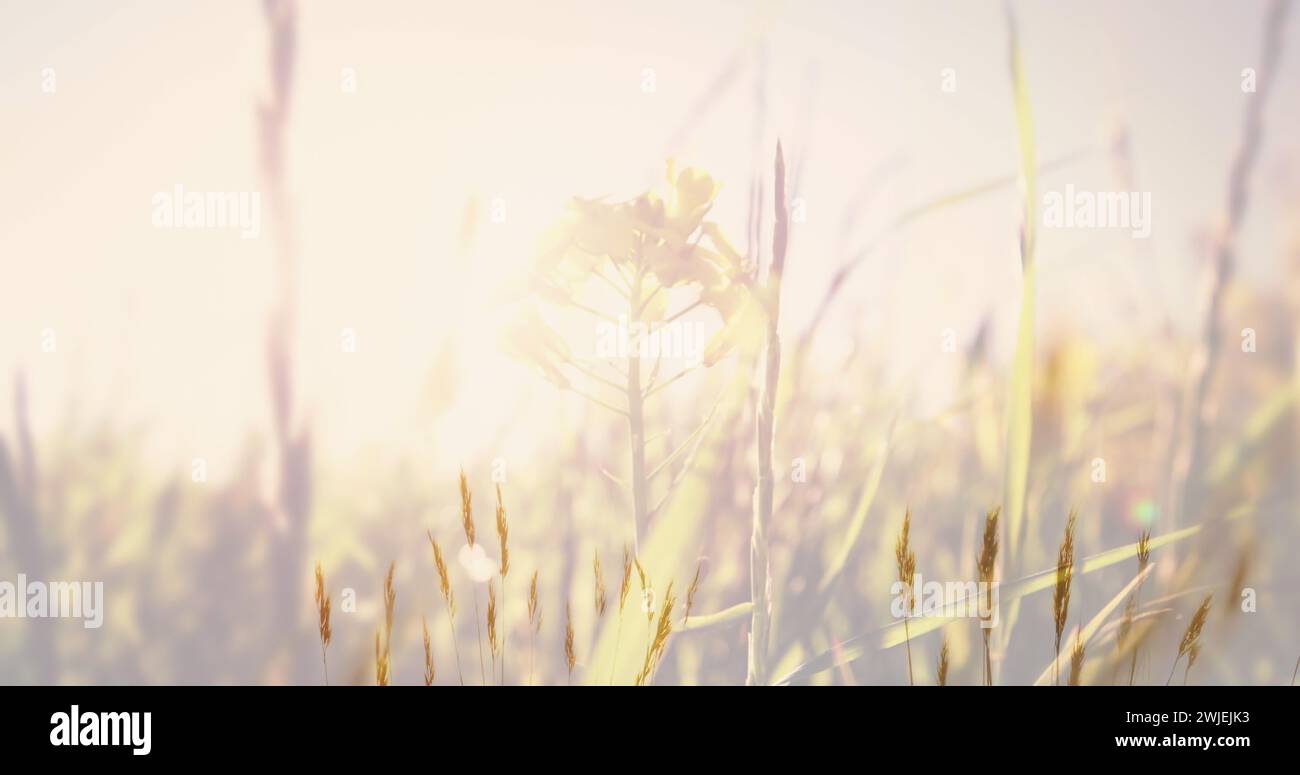 Frau, die in den Bergen wandert, in traditioneller Kleidung Stockfoto